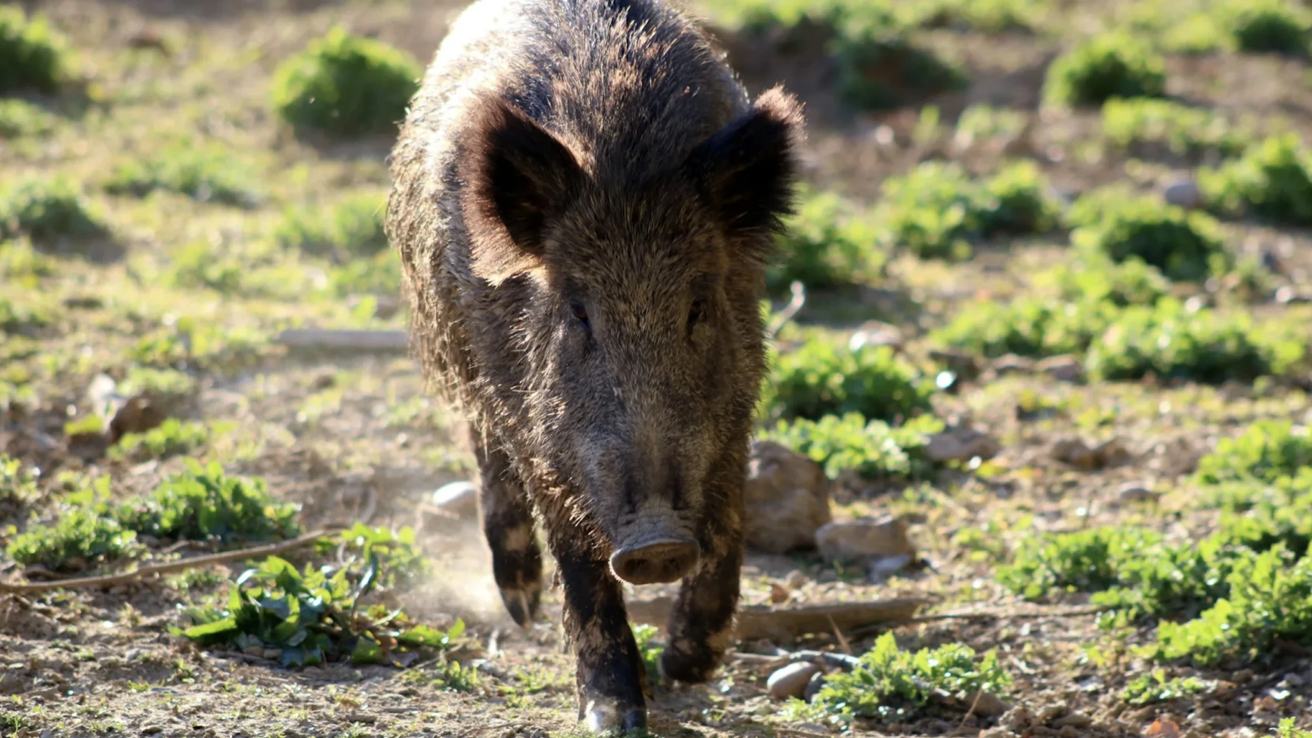 Jabalí REMITIDA / HANDOUT por FRC Fotografía remitida a medios de comunicación exclusivamente para ilustrar la noticia a la que hace referencia la imagen, y citando la procedencia de la imagen en la firma 04/12/2025