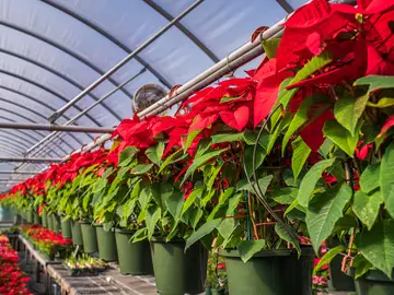 Es mejor no comprar una flor de Pascua: un florista explica por qué Es mejor no comprar una flor de Pascua: un florista explica por qué