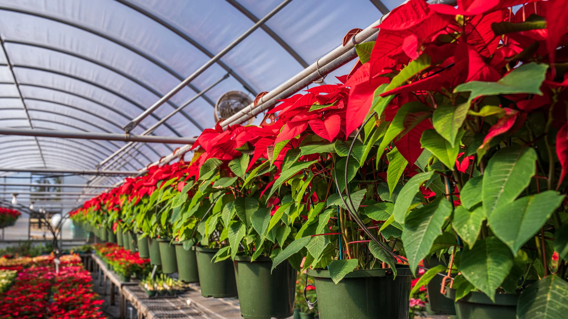 Es mejor no comprar una flor de Pascua: un florista explica por qué