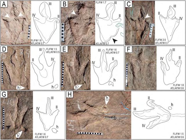 Descubren en Bolivia más de 18.000 huellas de dinosaurio, el mayor ...
