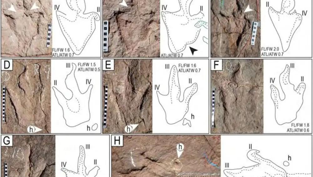 Morfotipos, preservación y tafonomía de huellas, rastros de cola y marcas de nado de dinosaurios en el yacimiento más grande del mundo: Carreras Pampa.