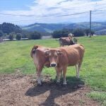 Rural.- Asturias destina 20 millones para modernizar explotaciones y prevenir da&ntilde;os de la fauna salvaje