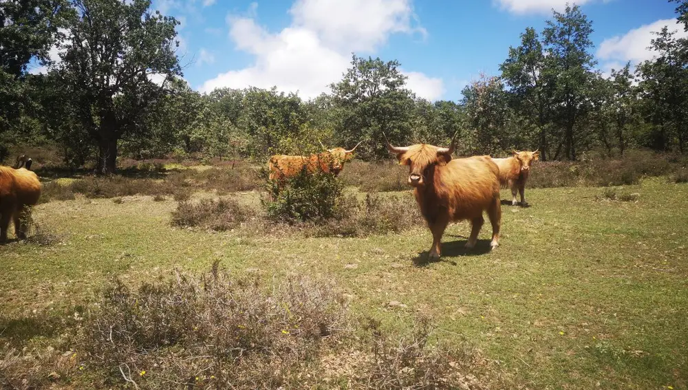 Otra especie "rara" que se puede ver en Paleolítico Vivo