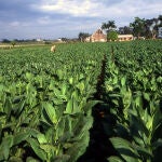 El gigante industrial oculto que ya mueve casi medio bill&oacute;n en Canarias y deja atr&aacute;s al pl&aacute;tano