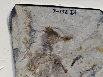 El desafortunado pájaro fósil, preservado con más de 800 diminutas rocas en la garganta (visibles como la masa gris junto al lado izquierdo de los huesos del cuello). El desafortunado pájaro fósil, preservado con más de 800 diminutas rocas en la garganta (visibles como la masa gris junto al lado izquierdo de los huesos del cuello).