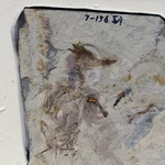 El desafortunado pájaro fósil, preservado con más de 800 diminutas rocas en la garganta (visibles como la masa gris junto al lado izquierdo de los huesos del cuello).