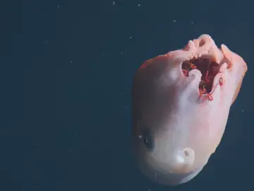 Del tamaño de un sofá, apenas se ha visto unas pocas veces Pulpos