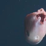 Del tamaño de un sofá, apenas se ha visto unas pocas veces