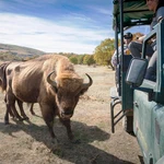 Una de las especies en peligro de extinción que podemos encontrar en Burgos