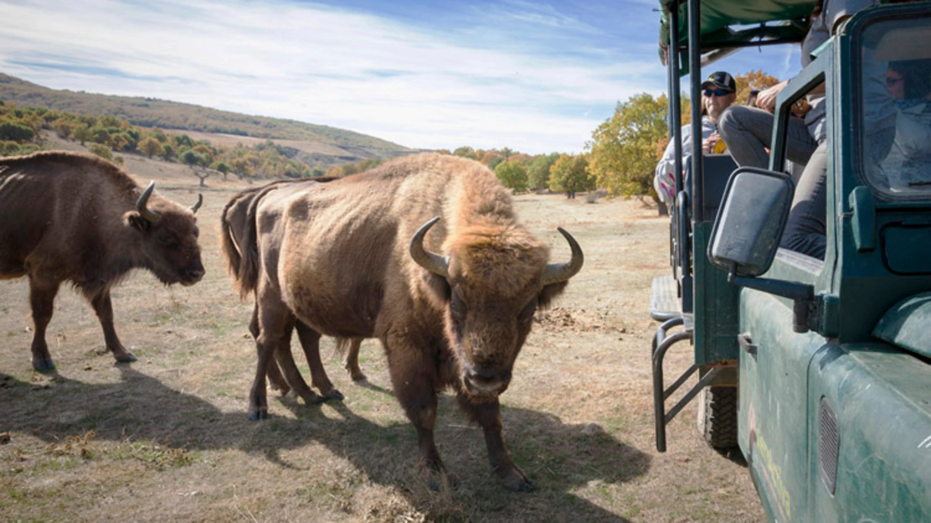 Una de las especies en peligro de extinción que podemos encontrar en Burgos