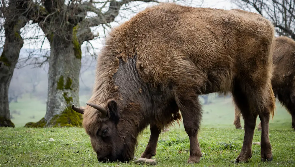 Animal que se puede ver en Paleolítico Vivo
