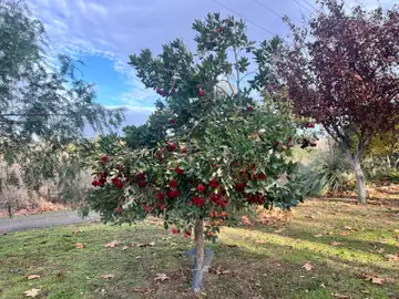 Los últimos ejemplares del madroño están en la zona noreste Los últimos ejemplares del madroño están en la zona noreste