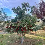 Los últimos ejemplares del madroño están en la zona noreste