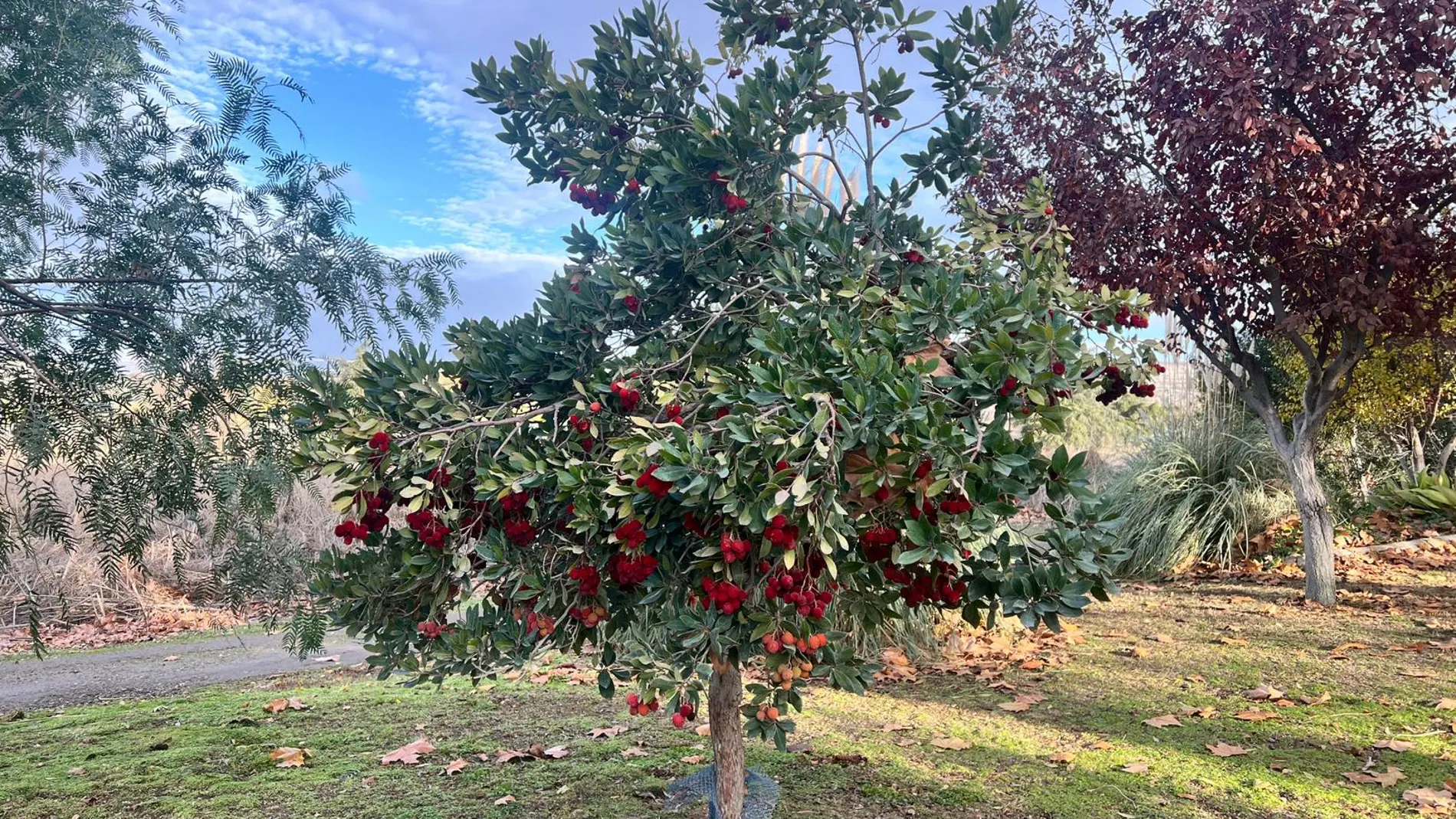 Los últimos ejemplares del madroño están en la zona noreste