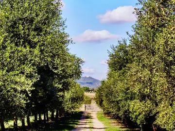 Olivar de Aubocassa Olivar de Aubocassa