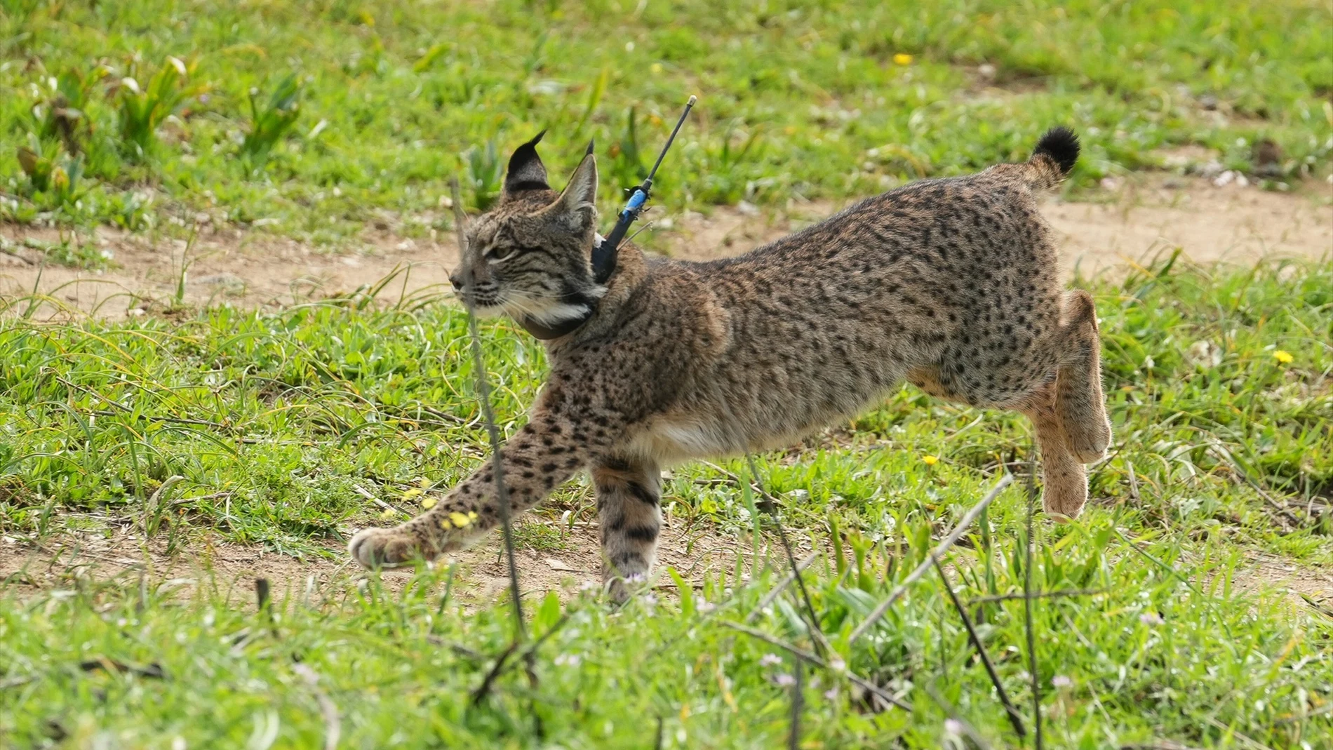 Lince ibérico puesto en libertad. A 19 de febrero de 2025 en Las Pajanosas, Sevilla