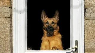 Prohibición de animales domésticos: lo que dice la ley para comunidades de vecinos Prohibición de animales domésticos: lo que dice la ley para comunidades de vecinos