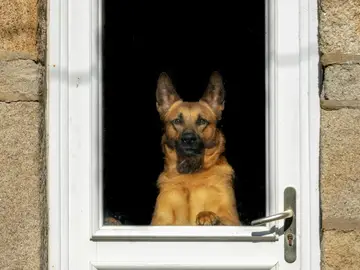 Tu perro no te recibe en la puerta por lo que crees: un veterinario aclara el verdadero motivo Tu perro no te recibe en la puerta por lo que crees: un veterinario aclara el verdadero motivo