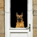 Tu perro no te recibe en la puerta por lo que crees: un veterinario aclara el verdadero motivo