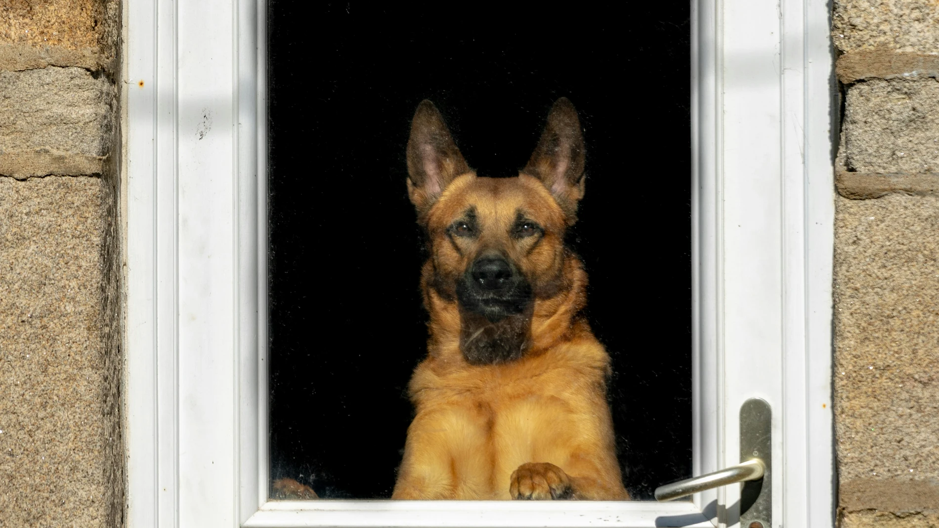 Tu perro no te recibe en la puerta por lo que crees: un veterinario aclara el verdadero motivo