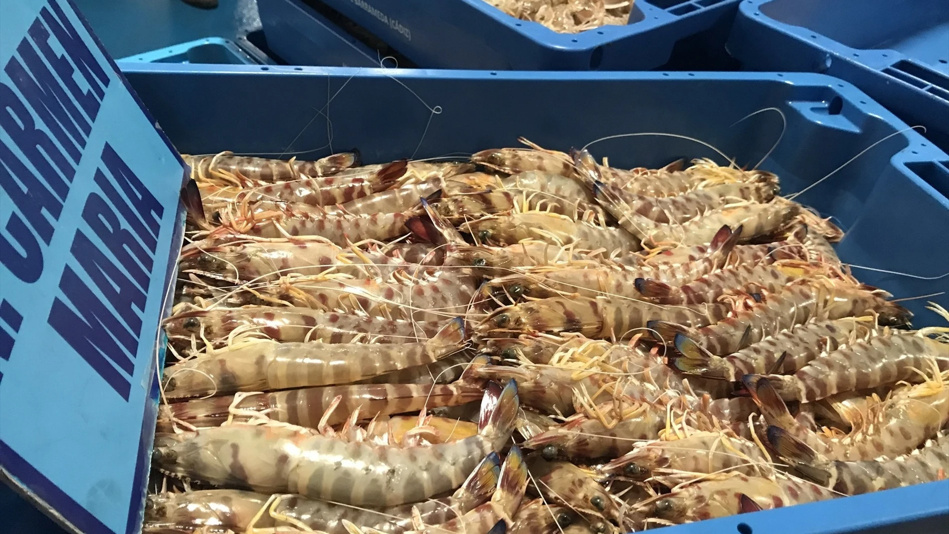 Langostinos de Sanlúcar en una imagen de archivo.