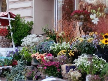 Las plantas una vez y vuelven cada a&ntilde;o: estas son las 6 flores que se multiplican solas