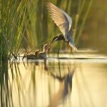 M&aacute;s de 270 cient&iacute;ficos rechazan el deslinde de Do&ntilde;ana y piden "uno nuevo basado en la ciencia"