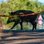 Peste porcina en Collserola