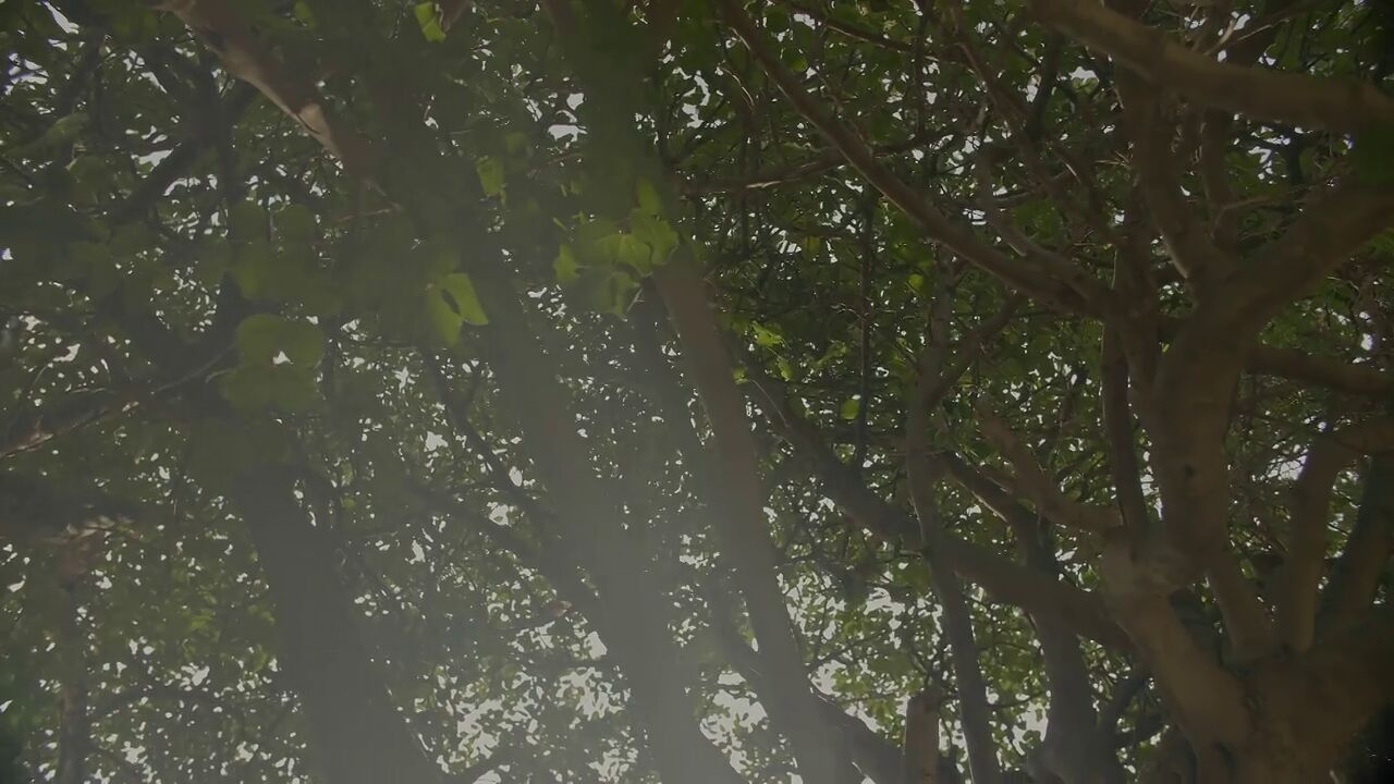 Ni mariposas ni hormigas: este es el primer insecto en el mundo en tener derechos legales