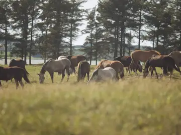 Los caballos, posibles aliados en la prevención contra los incendios forestales Los caballos, posibles aliados en la prevención contra los incendios forestales