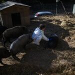 Econom&iacute;a.- Espa&ntilde;a confirma la muerte por peste porcina africana de 10 nuevos jabal&iacute;es dentro del radio del primer foco