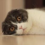 Este pa&iacute;s prohibir&aacute; dos conocidas razas de gato a partir de 2026: los motivos y posibles multas