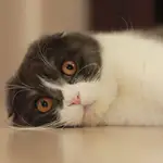 Este país prohibirá dos conocidas razas de gato a partir de 2026: los motivos y posibles multas