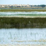 Marisma de Do&ntilde;ana