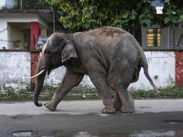 India.- Un tren de alta velocidad mata a siete elefantes en India