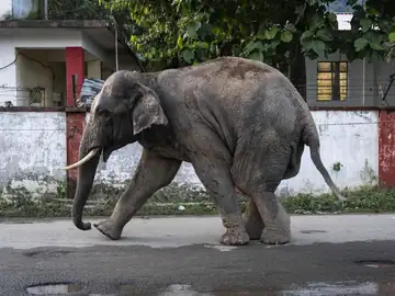India.- Un tren de alta velocidad mata a siete elefantes en India India.- Un tren de alta velocidad mata a siete elefantes en India