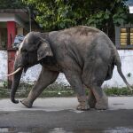 India.- Un tren de alta velocidad mata a siete elefantes en India