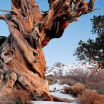 El &aacute;rbol que vivi&oacute; 5.000 a&ntilde;os y fue talado por un error humano 
