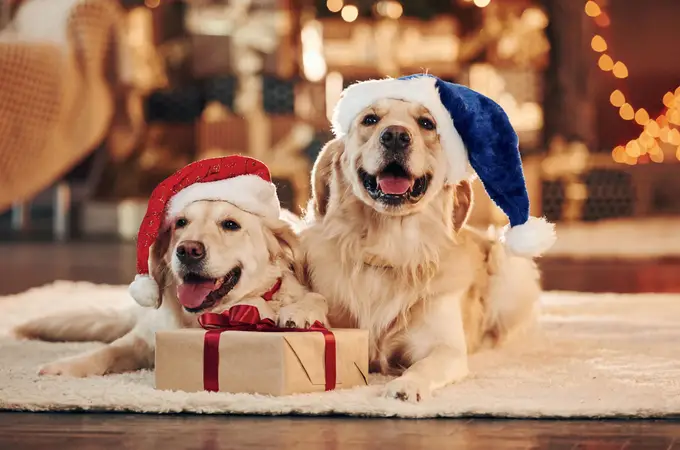 Pet parenting Pet parenting