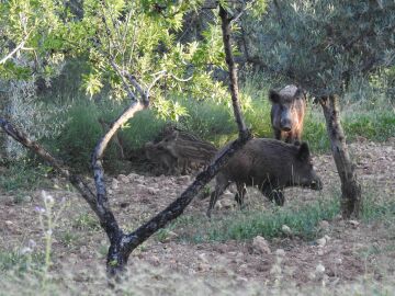 Econom&iacute;a.-La Generalitat valenciana abre en enero el plazo de caza controlada de jabal&iacute;es para combatir la peste porcina