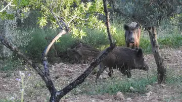 Economía.-La Generalitat valenciana abre en enero el plazo de caza controlada de jabalíes para combatir la peste porcina Economía.-La Generalitat valenciana abre en enero el plazo de caza controlada de jabalíes para combatir la peste porcina