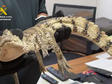 Sucesos.- Investigadas dos personas por la liberación del caimán yacaré hallado en julio en el pantano de Almansa Caimán yacaré. REMITIDA / HANDOUT por Guardia Civil Fotografía remitida a medios de comunicación exclusivamente para ilustrar la noticia a la que hace referencia la imagen, y citando la procedencia de la imagen en la firma 29/12/2025