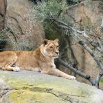 Muere Luana, la leona m&aacute;s anciana del Bioparc con 20 a&ntilde;os a causa de una enfermedad