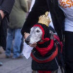 Perros en la Sanperrestre 2025 en la Puerta del Sol. David Jar