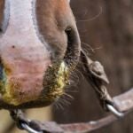 Caballo con influenza equina