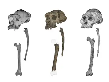 Cráneos, cúbitos y fémures de (de izquierda a derecha): un chimpancé, Sahelanthropus y Australopithecus. Cráneos, cúbitos y fémures de (de izquierda a derecha): un chimpancé, Sahelanthropus y Australopithecus.