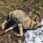 ASCEL denuncia ante la Fiscal&iacute;a la muerte por disparo de un lobo en la Monta&ntilde;a Palentina
