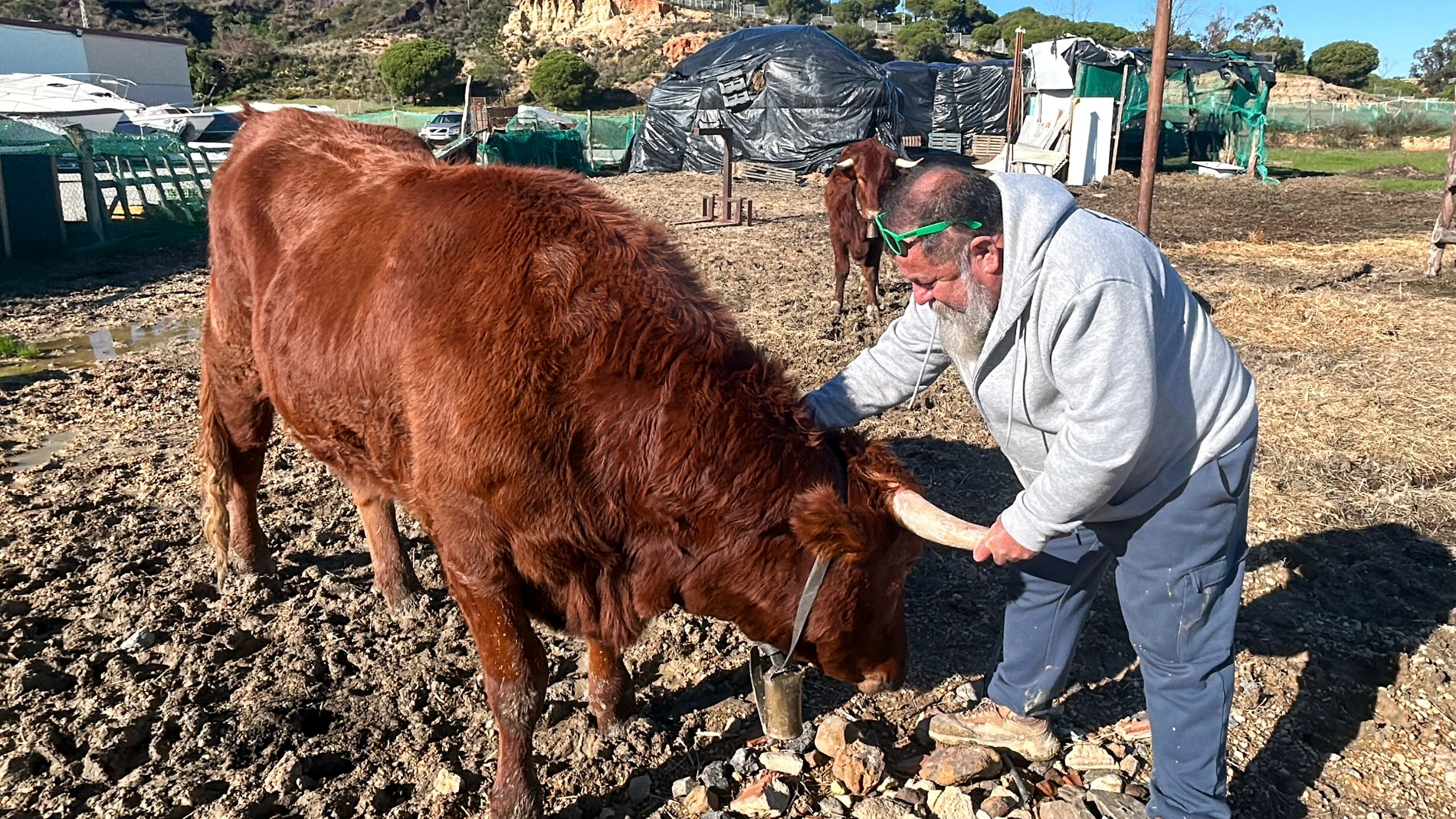LEPE (HUELVA), 08/01/2026.- José Antonio Oria, vecino de Lepe, tiene a dos vacas como animales de compañía, en el único caso que se conoce en Andalucía y de los pocos en el mundo. Hace dos años las salvó recién nacidas de ser sacrificadas, y ahora, en su finca de la localidad onubense, las dos son parte de la familia de su dueño, con pasaportes y microchips de identidad incluidos. EFE/Fermín Cabanillas