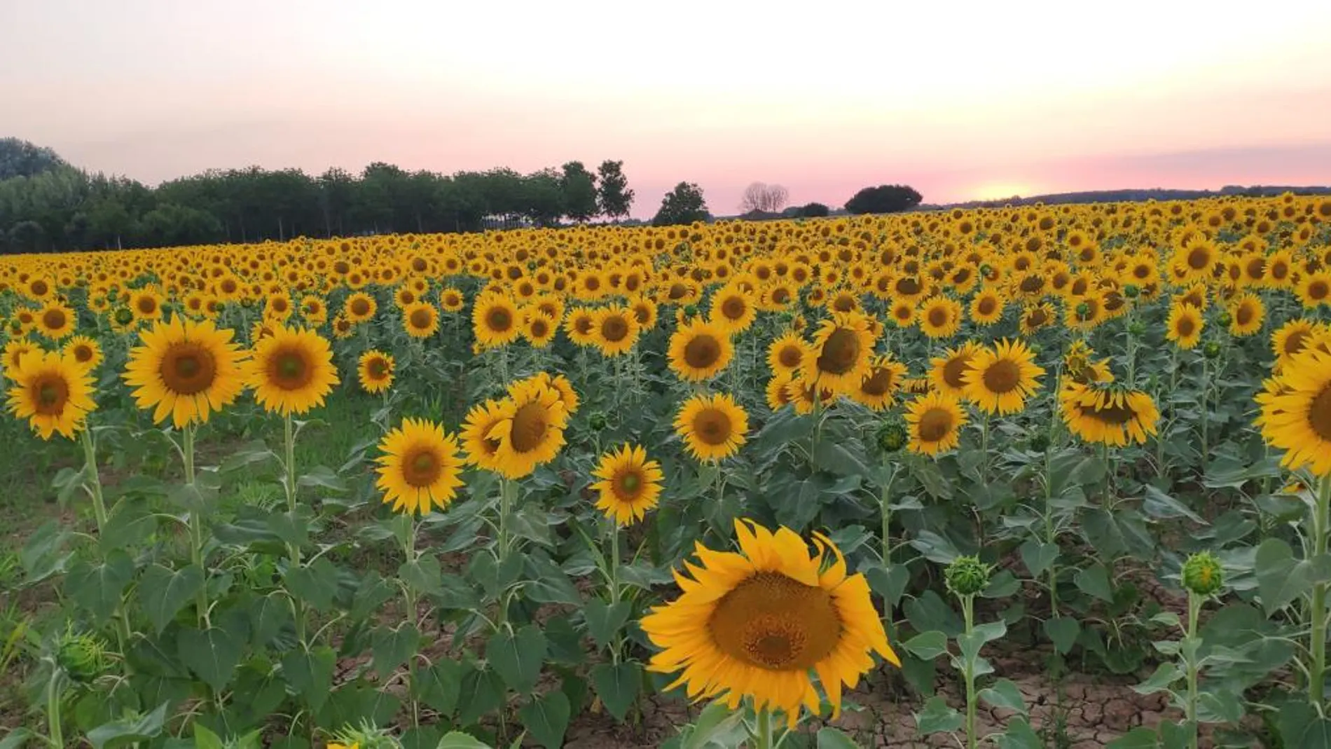 Campo de girasoles en la provincia de León