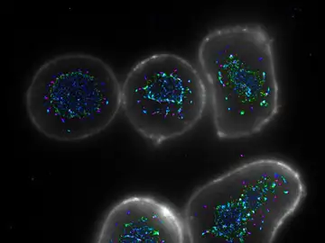 Los nuevos anticuerpos tienen cuatro puntas, lo que les permite adherirse a más receptores Los nuevos anticuerpos tienen cuatro puntas, lo que les permite adherirse a más receptores